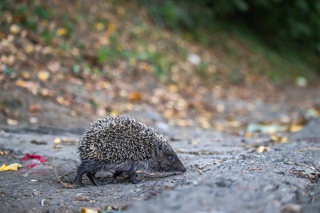 将个人能力 将个人能力